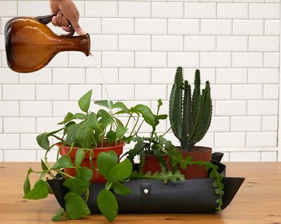 Houseplant hacks: are repotting mats a waste of money?