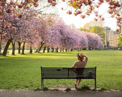 Cherry blossom: why is the fragrant springtime flower causing such a stink?