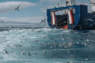 ‘It smells like a rancid fish and chip shop’: at sea with the Antarctic’s krill supertrawlers