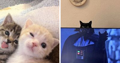 This Community Shared 80 Hilarious Cat Moments That Perfectly Capture Their Weirdness