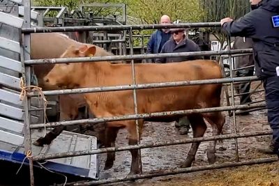 Men stole cows worth more than £20,000 and tried to hide them on a farm