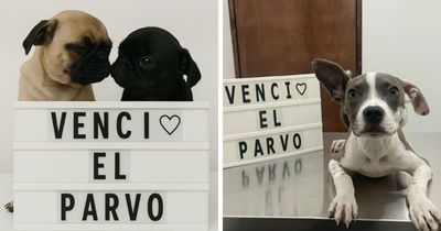 Delka Hospital Veterinario: 50 Recovery Stories From Severe Cases Of Canine Parvovirus