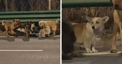 “Give That Corgi A Medal”: Seven Kidnapped Dogs Become Viral Sensation After They Escape Captors