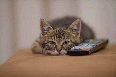 Can Cats Watch TV? What Do They Really See