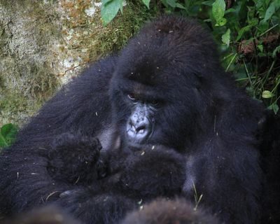 ‘Extraordinary event’ for mountain gorillas as new twins born in DRC