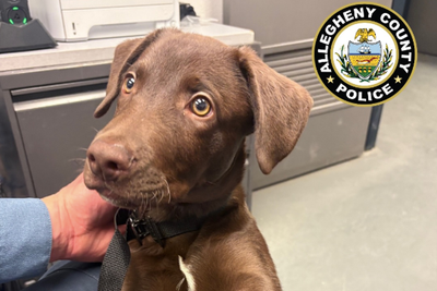 Texas man charged after allegedly abandoning his puppy in the departures area of Pittsburgh International Airport