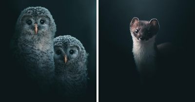 Magnus Berggren’s Moody Wildlife Close-Ups Make Birds And Animals Look Absolutely Mesmerizing (51 Pics)