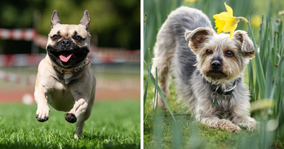 Reader’s Vote: Cutest Small Dog Breeds