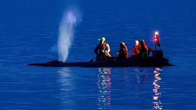 Fading hopes as rescuers attempt to refloat stranded humpback whale on Germany’s Baltic coast