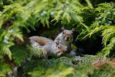 Squirrel filmed ‘vaping’ in London park after 'mistaking fruity smells for food'