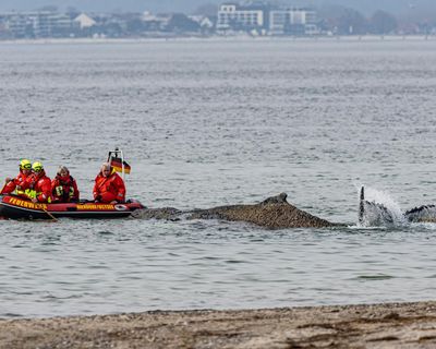 Whale stranded in Baltic will die unless helped to move soon, say experts