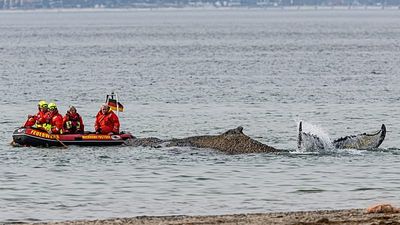 Humpback whale stranded in Germany's Baltic Sea has swum off a sandbank. But it isn't safe yet