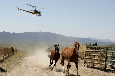 Feds planning to remove 14,000 wild horses from the West in controversial helicopter round-ups due to drought and wildfire concerns