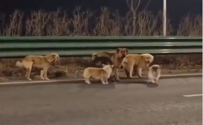 Homeward bound: Seven dogs stolen in China make incredible 17km trek home after escape