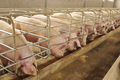 Lean Hog Prices Are Falling: Sell When They Hit This Price