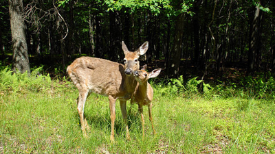 The Day Traffic Stopped for a Mama Deer at IIT Madras