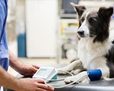 The Guardian view on vets: there is nothing cuddly about this under-regulated market