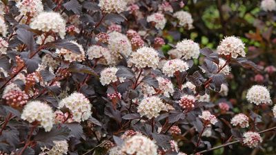 This One Shrub Brings Year-Round Color and Wildlife to Small Spaces – 5 Steps to Growing Ninebark in Pots