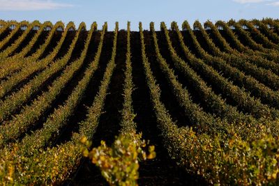 Another blow to Napa Valley: China’s drinking ‘ban’