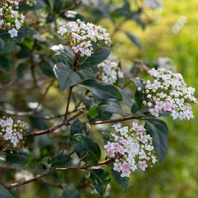 7 shrubs that thrive on neglect – these easy-going varieties still add vibrant colour but only require minimal TLC