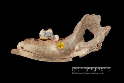 Ancient DNA reveals humans and dogs have lived alongside each other since the Ice Age