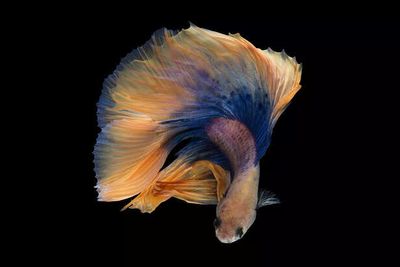 Betta Fish Companions: Best To Worst Ranked