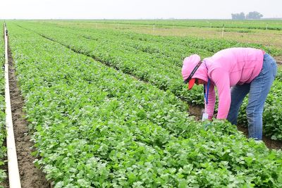Trump’s USDA cancels $300 million program that helped farmers buy or keep their land: report