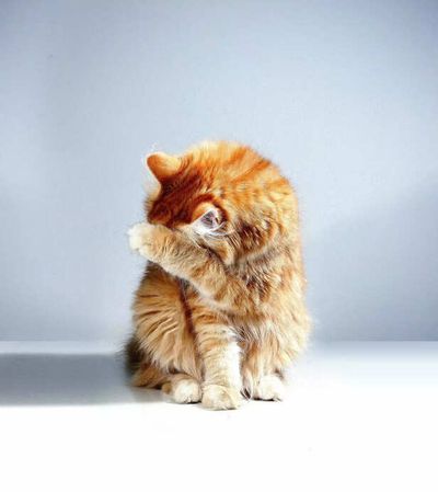 The Silent Purr of Penance: How Our Cats Whisper "I'm Sorry"