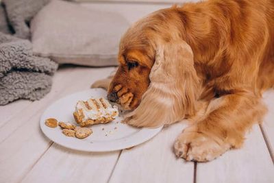 5 Foods Dogs Should Never Eat