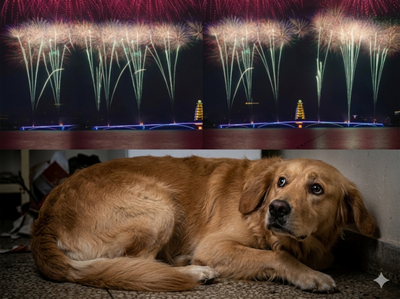 Pet Safety Tips During Festivals and Fireworks