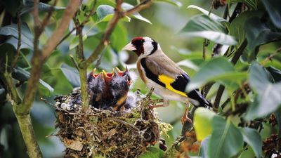 4 Common Materials That Could Be Harming Your Backyard Birds – And What to Provide Instead
