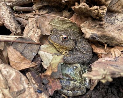Country diary: My garden log pile is teeming with life