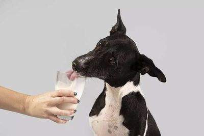 Why Consuming Milk Can Be Harmful for Dogs