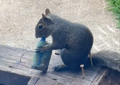 'Vaping Squirrels' in London and Philadelphia Go Viral: Here's Why They Are Drawn to E-Cigs