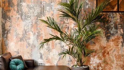 Where to Shop for Houseplants – Our Go-To Retailers for High-Quality Plants and Rare Varieties