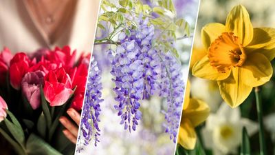 Take this spring flower test before finalizing your planting plans — most people can't name them all