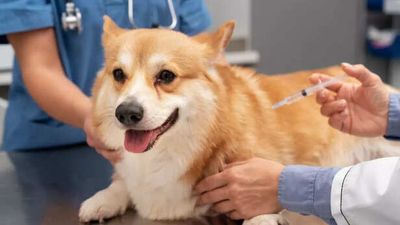 Dog vaccination guide: The importance of timely vaccines for your pet’s health
