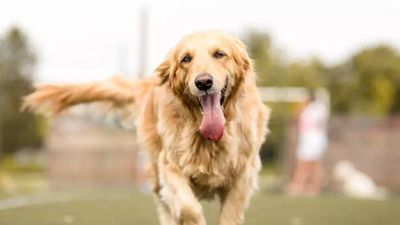 5 dog breeds that are easiest to train for first-time pet parents