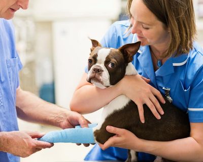 UK pet owners: we would like to hear about your experience of vet bills