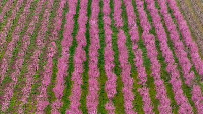 'Stunning and heavenly': Vast fields of pink peach blossom draw visitors to northern Greece