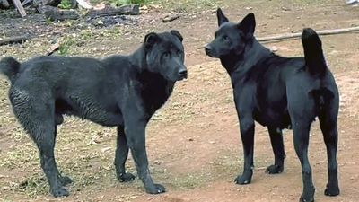 5 interesting facts about Manipur’s indigenous Haofa dog breed
