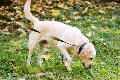 Why Is Your Dog Still Biting Its Tail? 7 Hidden Reasons You Might Be Ignoring