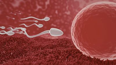 More frequent ejaculation may improve male fertility, study suggests