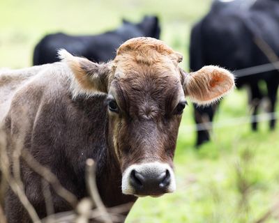 ‘Makes Covid look like a tea party’: Australian food prices could rise for the next year, farmers warn