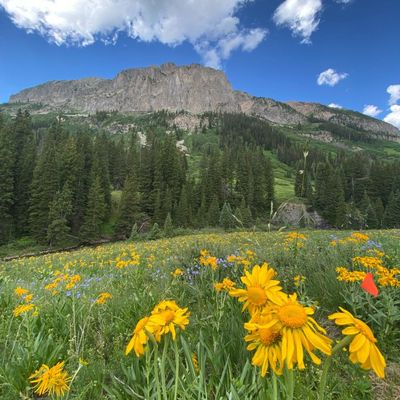 Rise of the shrubs: what happened when scientists heated a Rocky Mountain wildlife meadow by 2C?