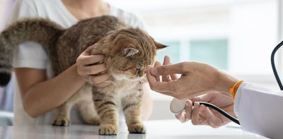 High vet bills have eroded pet-owners’ trust – but vets aren’t getting rich from their fees