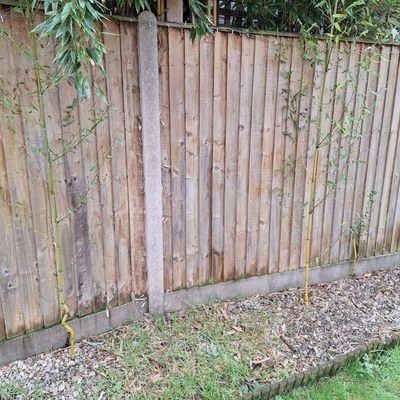 My friends' garden is being invaded by their neighbour's bamboo – this is how they're tackling the super-spreader and what you should do if it happens to your garden