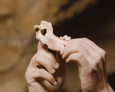 Bond between dogs and humans dates back more than 15,000 years, study finds