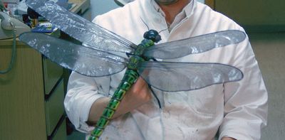 Giant dragonflies once roamed Earth’s skies. New research upends the textbook theory of why they went extinct
