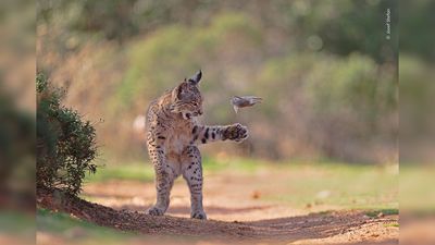 One of only 2,000 Iberian lynx captured in stunning photo gains top prize and international attention – "It's the highlight of my 30 years as a nature photographer," says winner